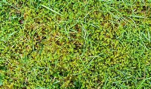 Image result for Moss Lawns Instead of Grass