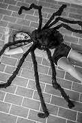 Image result for Top 10 Biggest Spiders