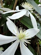 Image result for Clematis armandii Snowdrift