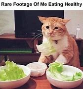 Image result for Salad Cat Meme