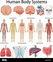 Image result for Anatomy of Human Body with Diagram