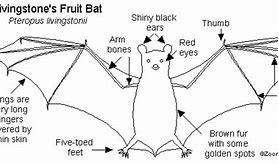 Image result for Bat Characteristics
