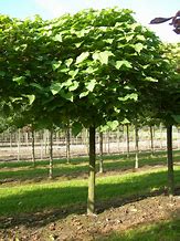 Catalpa bignonioides Nana 的圖片結果