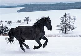 Image result for Friesian Horse Running