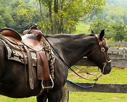 Image result for Western Horse Saddles and Tack