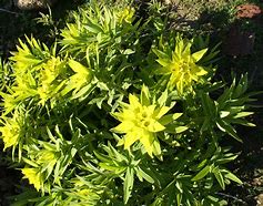 Image result for Euphorbia wallichii