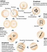 Image result for Difference Between Mitosis and Meiosis