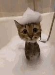 Image result for Shower Cat Meme