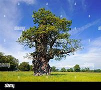 Image result for 600 Year Old Oak Tree