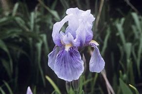 Image result for Iris Florentina (Germanica-Group)