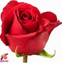 Image result for Deep Red Rose Varieties