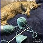 Image result for Catnip Mouse Free Knitting Pattern