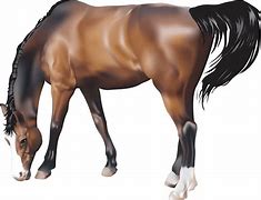 Image result for Brown Horse Transparent