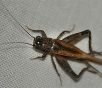 Image result for Local Cricket Insect