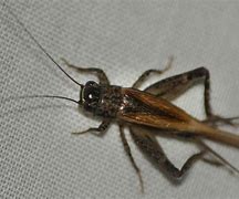 Image result for Flying Cricket