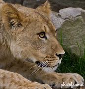 Image result for Bronx Zoo Animals