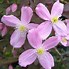 Image result for Clearview Clematis