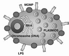 Image result for Chlamydia Structure