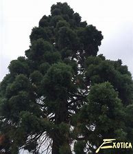 Image result for Sequoiadendron giganteum Glaucum