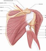 Image result for Shoulder Girdle Muscle Anatomy