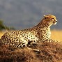 Image result for 4K Cheetah Art