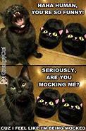 Image result for Cat Memes Appropriate