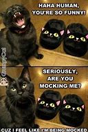 Image result for Cutest Cats Memes