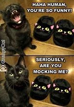 Image result for Funny Cat Pics Meme