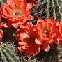 Image result for Arizona Cactus with Tall Yellow Flowers