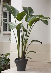 Image result for Big Houseplants