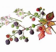 Image result for BlackBerry Vine Drawing