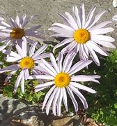 Image result for Chrysanthemum weyrichii