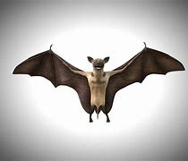 Image result for Bat Texture