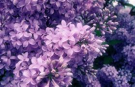 Image result for Aesthetic Flower Desktop Wallpaper Horizontal