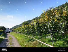 Image result for bach_an_der_donau