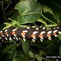 Image result for Africa Insects