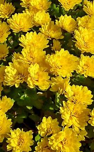 Image result for Yellow Flower Phone Wallpaper