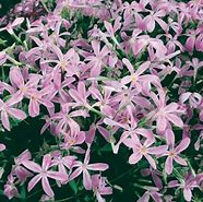 Image result for Phlox adsurgens Wagon Wheel