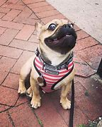 Image result for French Bulldog Zoomies