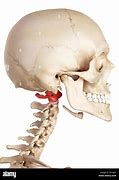 Image result for Atlas Bone Anatomy