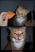 Image result for Dorito Cat Meme