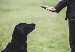Image result for Dog Training