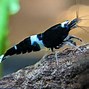 Image result for Caridina