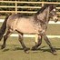 Image result for Sooty Bay Horse