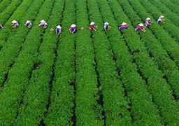 Image result for Poljoprivreda U Kini