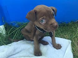 Image result for Boxer Red Nose Pit Mix
