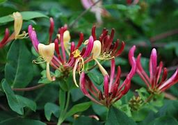 Image result for Lonicera periclymenum