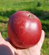 Image result for Melrose Apple Tree