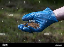 Image result for Baseball Bat and Glove On Grass Picture