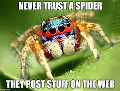 Image result for Happy Birthday Spider Meme